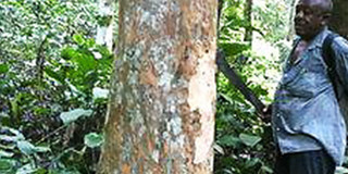 Waldbild Mann steht im Wald