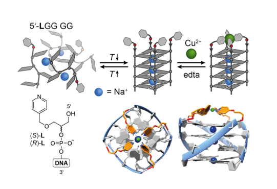 In this picture you see the formation of metal-bound G-quadruplex DNA from ligand-modified guanine-rich oligonucleotides by hybridization in aqueous buffer and chelation of a transition metal ion