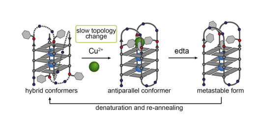 This figure shows the copper-induced switching between different G-quadruplex folding topologies