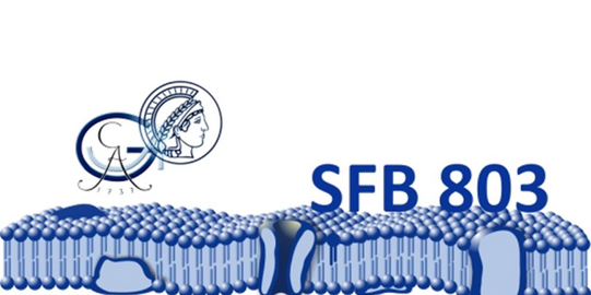 Logo SFB 803