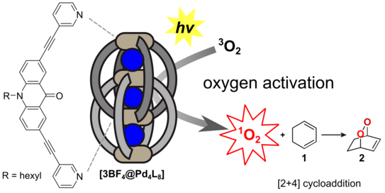 Schematic representation of an arcridone-based interpenetrated double cage, that acts as a photosensitizer for singlet oxygen which reacts in a Diels-Alder reaction.