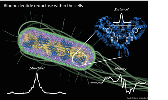 Picture of E.coli with an EPR spectrum