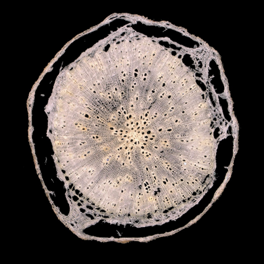 Cross section after cryosectioning