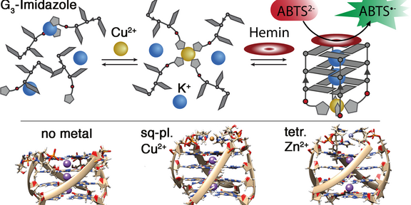 Highlight Publications 2019-01 Schematic representation and molecular dynamics-derived structures of an imidazole-modified G-quadruplex that acts as metal-triggered peroxidase.