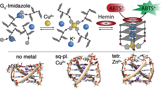 Schematic representation and molecular dynamics-derived structures of an imidazole-modified G-quadruplex that acts as metal-triggered peroxidase.