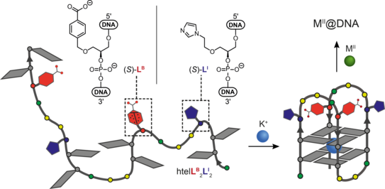 Schematic representation of a ligand-modified oligonucleotide, that folds into a G-quadruplex structure giving rise to a heteroleptic chelate environment suitable for transition metal binding.