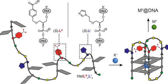 Schematic representation of a ligand-modified oligonucleotide, that folds into a G-quadruplex structure giving rise to a heteroleptic chelate environment suitable for transition metal binding.