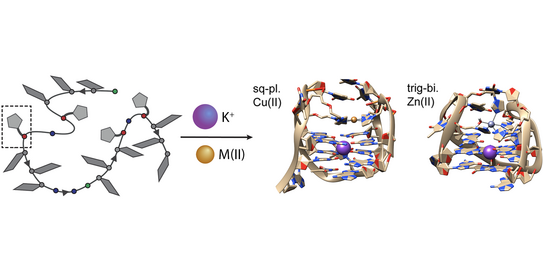 Schematic representation of an imidazole-modified oligonucleotide, that folds into G-quadruplex structures with tailored ligand environments suitable for binding of copper or zinc ions.