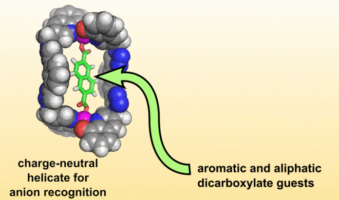 TOC figure showing the size selectivity of a charge-neutral zinc(II) helicate towards dicarboxylate guests
