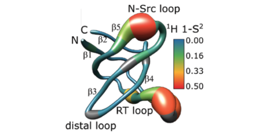 Protein display