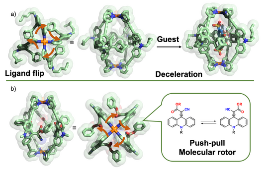 The figure shows structures of self-assembled cages with dynamic moieties embedded in the ligands.