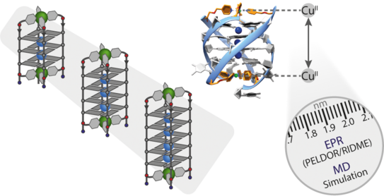 Schematic representation of the copper-copper distance in di-copper DNA G-quadruplexes of different size.