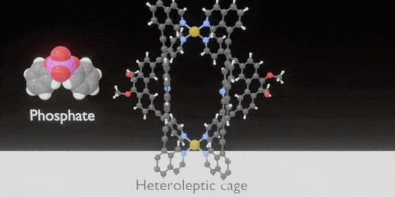 Animated gif showing phosphate binding in a Pd2L4 cage