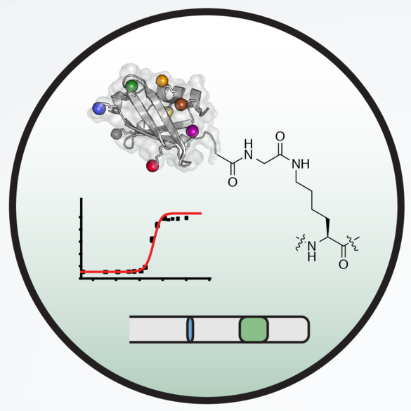 Illustration for protein biochemistry