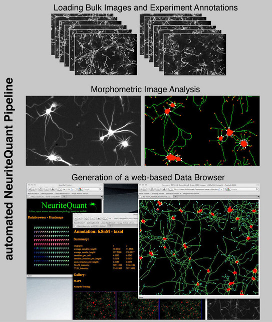 Graphical Abstract Graphical Abstract