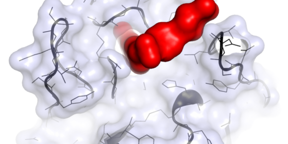Wirkstoffmolekül im Komplex mit einem krebsrelevanten Zielprotein