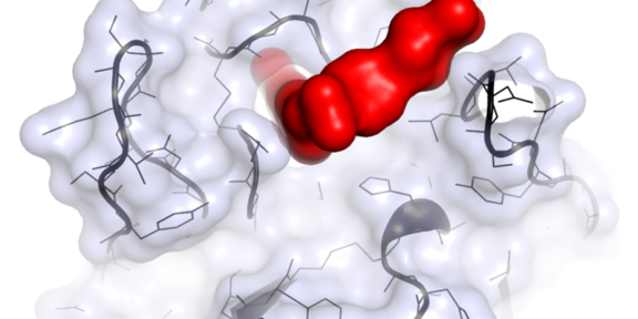 Wirkstoffmolekül im Komplex mit einem krebsrelevanten Zielprotein Wirkstoffmolekül im Komplex mit einem krebsrelevanten Zielprotein