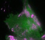 Regelmäßige Pulse des Zellkontraktionsregulators Rho (grün) und zeitlich verzögerte Pulse des Motorproteins Myosin (magenta), welches kontraktile Kräfte generieren kann